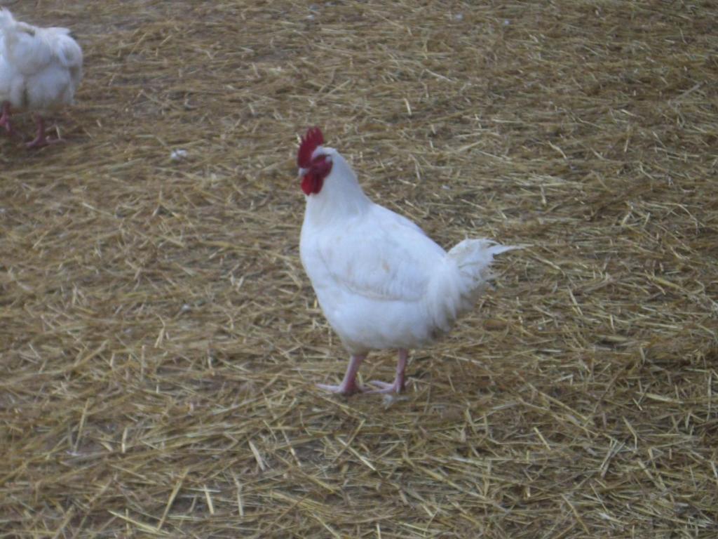 Gites De La Ferme Auberge De Mesauboin Bille Экстерьер фото