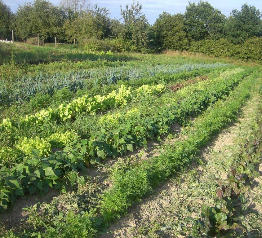 Gites De La Ferme Auberge De Mesauboin Bille Экстерьер фото