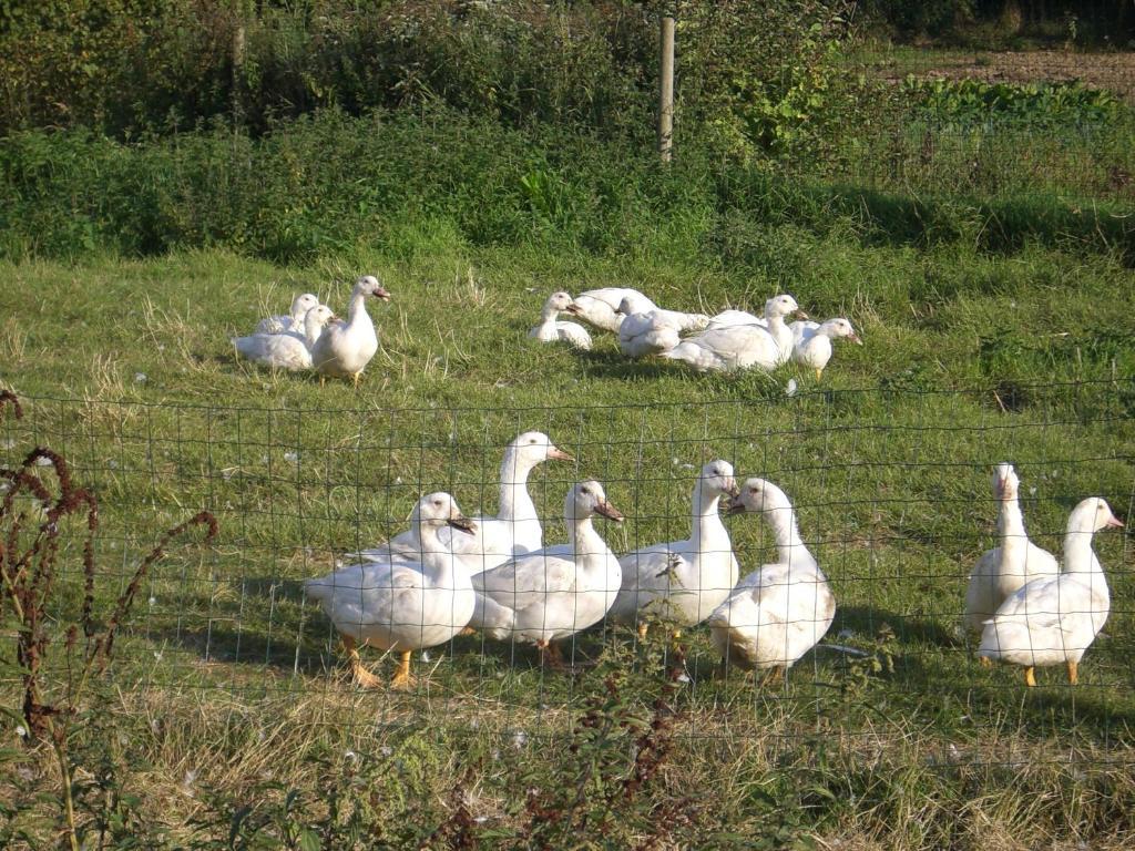 Gites De La Ferme Auberge De Mesauboin Bille Экстерьер фото